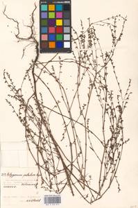 Polygonum patulum M.Bieb., Eastern Europe, Moscow region (E4a) (Russia)