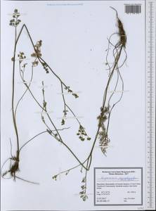 Gasparinia peucedanoides (M. Bieb.) Thell., Western Europe (EUR) (North Macedonia)