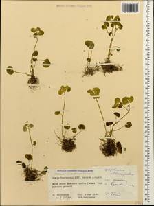 Chrysosplenium alternifolium L., Caucasus, North Ossetia, Ingushetia & Chechnya (K1c) (Russia)