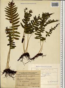 Polypodium vulgare L., Caucasus, Georgia (K4) (Georgia)