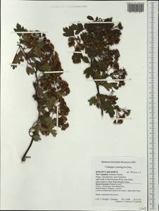 Crataegus monogyna Jacq., Australia & Oceania (AUSTR) (New Zealand)