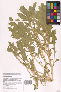 Crambe pinnatifida W.T.Aiton, Eastern Europe (no precise locality) (E0)