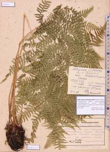 Athyrium monomachii (Kom.) Kom., Siberia, Altai & Sayany Mountains (S2) (Russia)