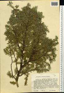 Juniperus communis var. saxatilis Pall., Siberia, Yakutia (S5) (Russia)