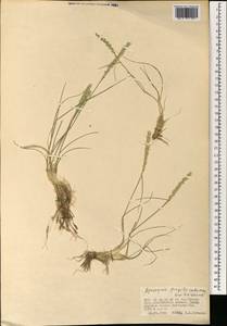Agropyron fragile (Roth) P.Candargy, Mongolia (MONG) (Mongolia)