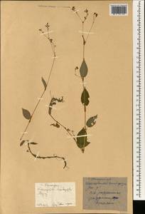 Persicaria muricata (Meisn.) Nemoto, South Asia, South Asia (Asia outside ex-Soviet states and Mongolia) (ASIA) (China)