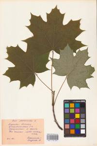 Acer platanoides L., Eastern Europe, Central region (E4) (Russia)