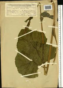 Ligularia sibirica (L.) Cass., Eastern Europe, Volga-Kama region (E7) (Russia)