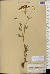 Leiotulus dasyanthus (K. Koch) Pimenov & Ostr., Caucasus, Armenia (K5) (Armenia)