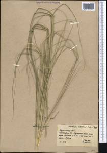 Stipagrostis karelinii (Trin. & Rupr.) H.Scholz, Middle Asia, Karakum (M6) (Turkmenistan)