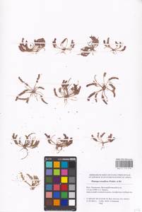 Plantago tenuiflora Waldst. & Kit., Eastern Europe, Lower Volga region (E9) (Russia)