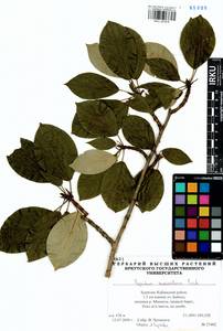 Populus suaveolens, Siberia, Baikal & Transbaikal region (S4) (Russia)