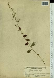 Artemisia keiskeana Miq., Siberia, Russian Far East (S6) (Russia)