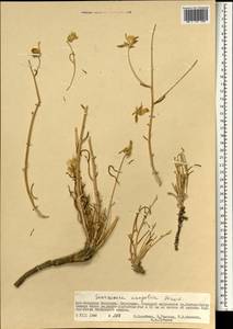 Scorzonera mongolica Maxim., Mongolia (MONG) (Mongolia)