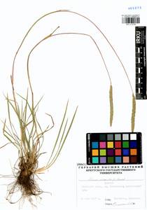 Phleum phleoides (L.) H.Karst., Siberia, Baikal & Transbaikal region (S4) (Russia)