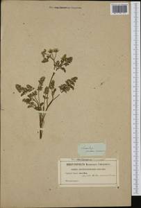 Scandix pecten-veneris L., Western Europe (EUR) (Not classified)