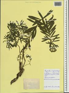 Euphorbia tommasiniana Bertol., Crimea (KRYM) (Russia)