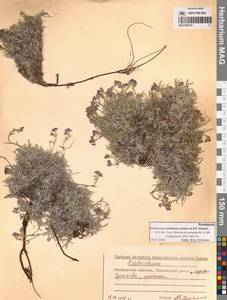 Eritrichium ochotense Yurtseva & Khokhr., Siberia, Chukotka & Kamchatka (S7) (Russia)
