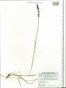 Calamagrostis stricta (Timm) Koeler, Siberia, Central Siberia (S3) (Russia)