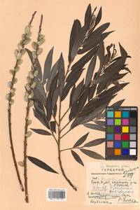 Salix kangensis Nakai, Siberia, Russian Far East (S6) (Russia)