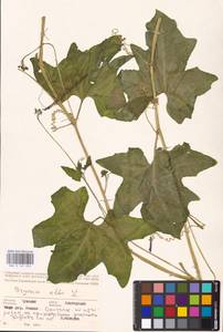 Bryonia alba L., Eastern Europe, Middle Volga region (E8) (Russia)