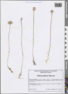 Allium pallasii Murray, Siberia, Western Siberia (S1) (Russia)