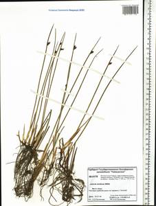 Juncus arcticus Willd., Siberia, Central Siberia (S3) (Russia)