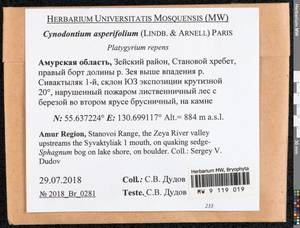 Cynodontium asperifolium (Lindb. ex Arnell) Paris, Bryophytes, Bryophytes - Russian Far East (excl. Chukotka & Kamchatka) (B20) (Russia)