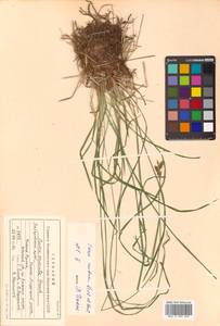 Carex cespitosa L., Siberia, Russian Far East (S6) (Russia)