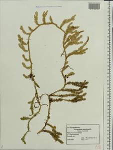 Spinulum annotinum subsp. annotinum, Eastern Europe, Northern region (E1) (Russia)