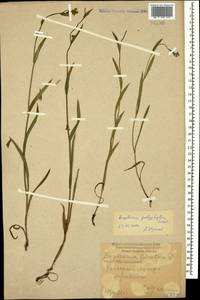 Bupleurum polyphyllum Ledeb., Caucasus, Krasnodar Krai & Adygea (K1a) (Russia)