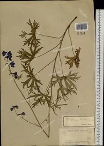 Delphinium laxiflorum DC., Siberia, Altai & Sayany Mountains (S2) (Russia)