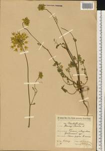 Daucus carota L., Eastern Europe, Belarus (E3a) (Belarus)