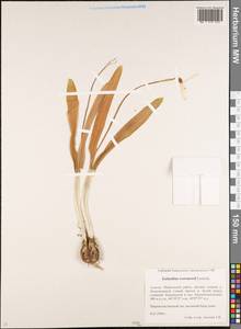Galanthus woronowii Losinsk., Caucasus, Krasnodar Krai & Adygea (K1a) (Russia)