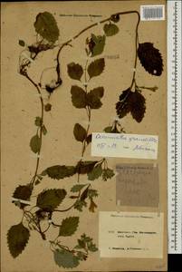 Clinopodium grandiflorum subsp. grandiflorum, Caucasus, Krasnodar Krai & Adygea (K1a) (Russia)