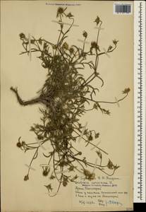 Lomelosia argentea (L.) Greuter & Burdet, Crimea (KRYM) (Russia)
