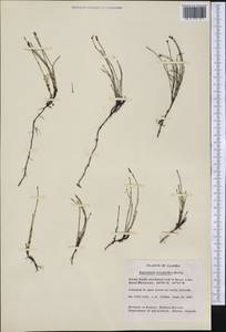 Equisetum scirpoides Michx., America (AMER) (United States)