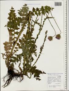 Carduus adpressus C. A. Mey., Caucasus, Stavropol Krai, Karachay-Cherkessia & Kabardino-Balkaria (K1b) (Russia)
