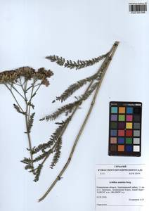 Achillea asiatica Serg., Siberia, Altai & Sayany Mountains (S2) (Russia)