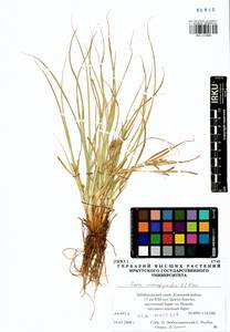 Carex eremopyroides V.I.Krecz., Siberia, Baikal & Transbaikal region (S4) (Russia)