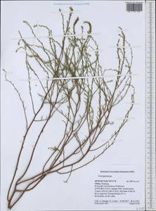 Corispermum, South Asia, South Asia (Asia outside ex-Soviet states and Mongolia) (ASIA) (China)