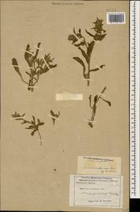 Nonea caspica (Willd.) G. Don, Caucasus, Azerbaijan (K6) (Azerbaijan)