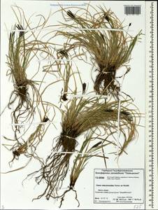 Carex eleusinoides Turcz. ex Kunth, Siberia, Central Siberia (S3) (Russia)