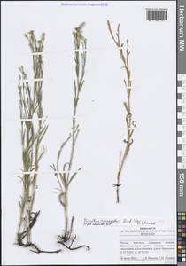 Dianthus campestris M.Bieb., Eastern Europe, Middle Volga region (E8) (Russia)