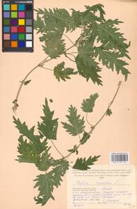 Urtica cannabina L., Eastern Europe, Moscow region (E4a) (Russia)