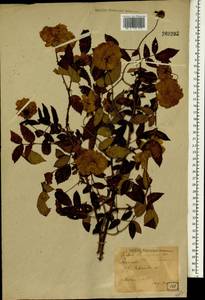 Rubus rosifolius Sm., South Asia, South Asia (Asia outside ex-Soviet states and Mongolia) (ASIA) (Japan)