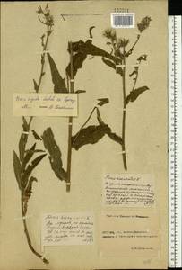 Picris hieracioides subsp. hieracioides, Eastern Europe, Rostov Oblast (E12a) (Russia)