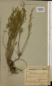 Artemisia lercheana Weber ex Stechm., Caucasus, Armenia (K5) (Armenia)