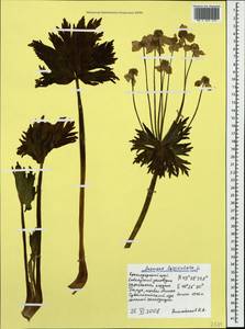 Anemonastrum narcissiflorum subsp. fasciculatum (L.) Raus, Caucasus, Krasnodar Krai & Adygea (K1a) (Russia)