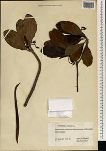 Rhizophora mangle L., Africa (AFR) (Guinea)